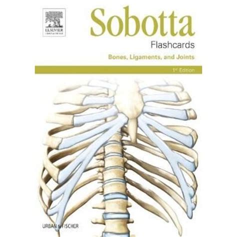 Sobotta Flashcards Bones Ligaments And Joints Bones Ligaments And