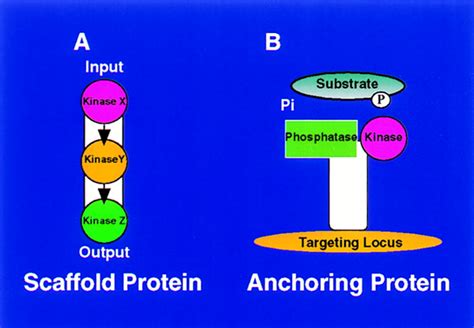 Molecular Glue Kinase Anchoring And Scaffold Proteins Cell