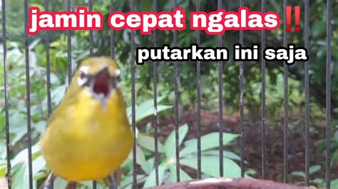 PLECI PACITAN GACOR DOR Cocok Buat Pancingan Agar Cepat Plong Buka