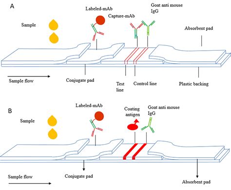 Development Of A Lateral Flow Immunochromatographic Strip For Rapid And