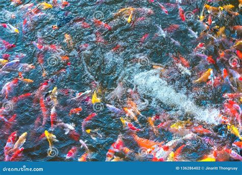 Peixes Japoneses Coloridos De Koi Carp Que Movem Se Em Uma Lagoa Bonita