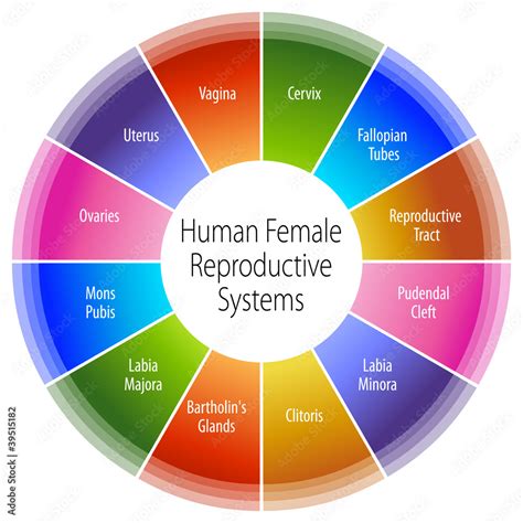 Human Female Reproductive Systems Chart Stock Vector Adobe Stock