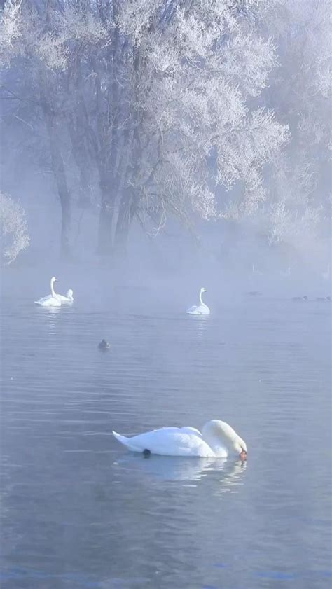 Cisnes Bellos Insectos Aves De Compa A Im Genes De Puesta De Sol