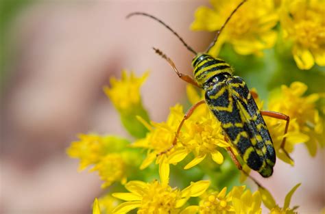 Urban Wildlife Guide Locust Borer Beetle