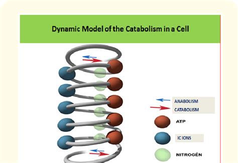 The dynamism of catabolism. Catabolism is the final merged pathway of... | Download Scientific ...