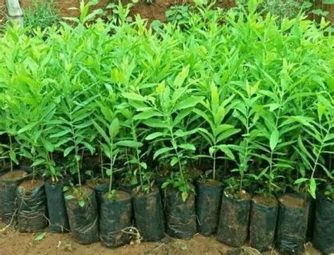 Full Sun Exposure Green White Sandalwood Garden Plant At Rs Piece In