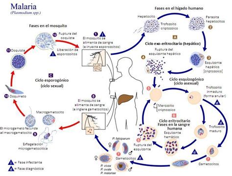 Parasitología Clínica Plasmodium Sp