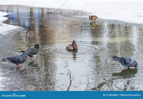 A Pigeon Swimming Like A Duck In A Cold Pond Stock Photo Image Of