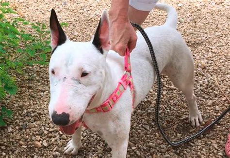 Arizona Bull Terrier Rescue