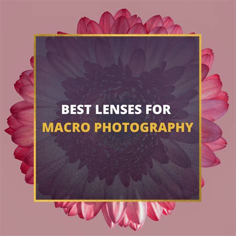 📸 5 Best Lenses For Macro Photography In 2024 [Guide]