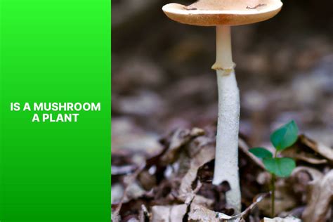 Is A Mushroom A Plant?