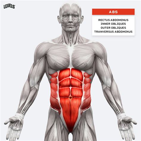 The Ultimate Muscle Groups Guide And How To Best Train Them And Levels