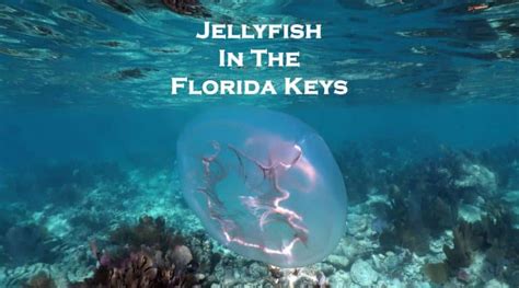 37 Recommended Snorkeling Spots In The Florida Keys