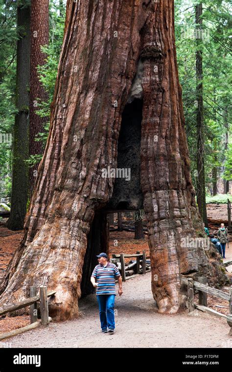 Giant Sequoia in Mariposa Grove, Yosemite National Park, California ...