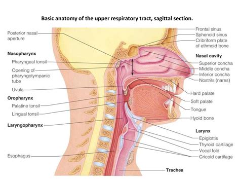 Complete The Labeling Of The Diagram Of The Upper Respiratory