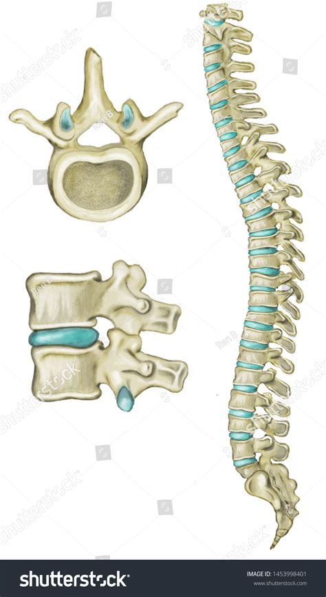 507 Vertebral Foramen Images, Stock Photos, 3D objects, & Vectors ...