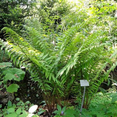 Dryopteris Affinis Vente Grande Foug Re M Le Semi Persistante