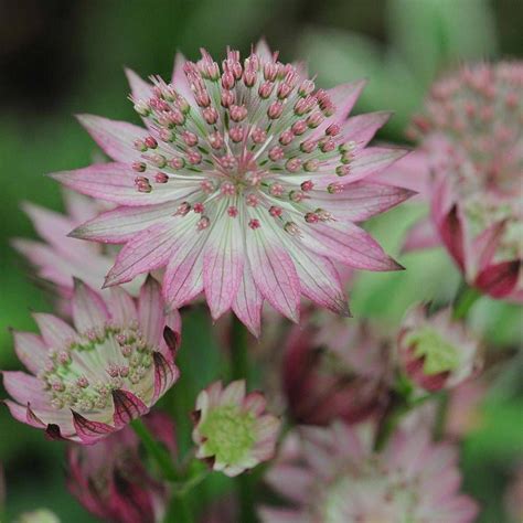 Starry Sky Garden🥰astrantia Major Seeds