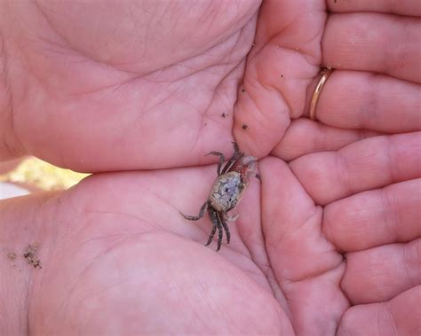 Premium Photo Close Up Of A Crab On Human Hand