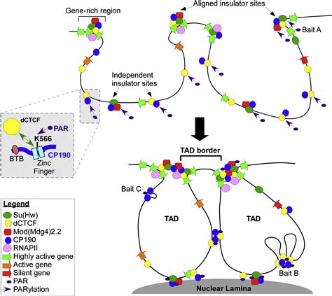 Polyadp Ribosylation Regulates Insulator Function And