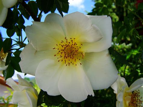 tea rose white bush  photo  pixabay