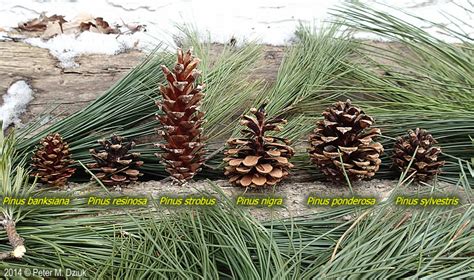 Pinus Strobus White Pine Minnesota Wildflowers