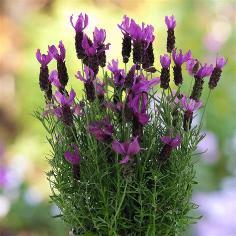 Lavender Garden Express Australias Largest Online Nursery