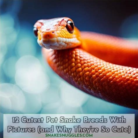 12 Cutest Pet Snake Breeds with Pictures (and Why They're So Cute)