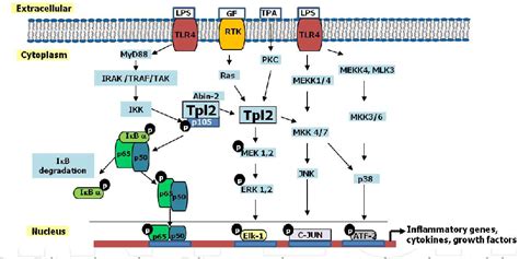 Figure 1 From The Role Of Tpl2 Protein Kinase In Carcinogenesis And