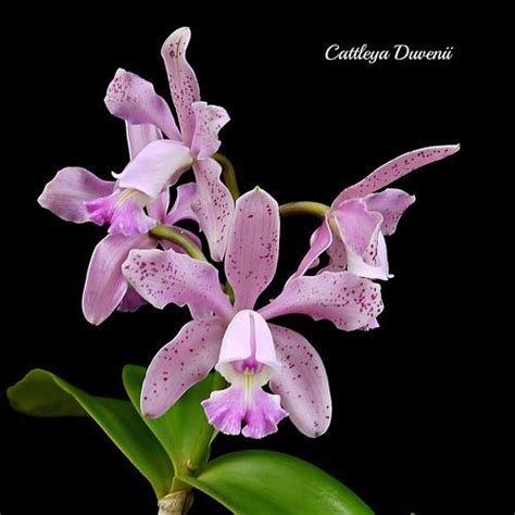 Pink Flowers Are Blooming On A Green Stem In Front Of A Black