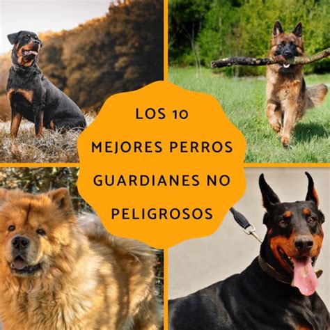 Son Aidis Buenos Perros Guardianes