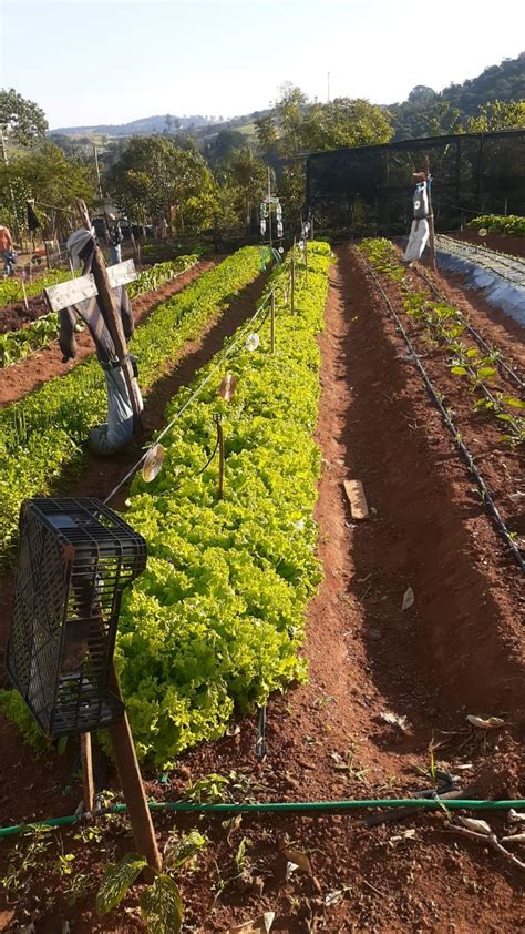 Agro Louveira Ser Atra O No Canal Rural Reportagem Sobre