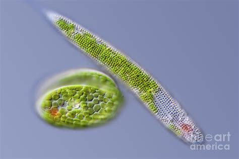 Phacus And Lepocinclis Freshwater Protists 3 By Gerd Guentherscience Photo Library