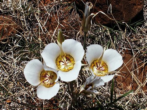 Doubting mariposa lily: Wilson Mountain Trail, Sedona, Arizona