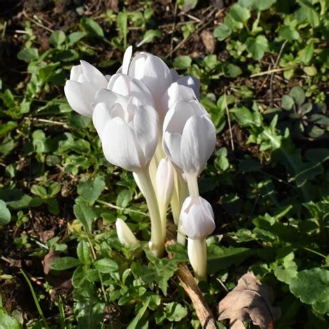 Herbstzeitlose Album Colchicum Autumnale Album