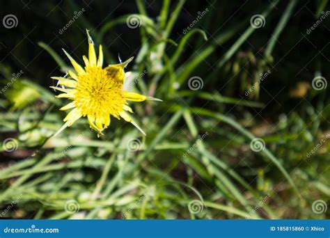 Yellow Salsify Flower Blooming Wildflower Stock Photo Image Of Bloom