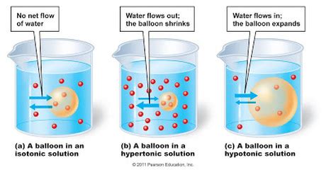 Potato (Osmosis) Experiment - AJ x Biolit