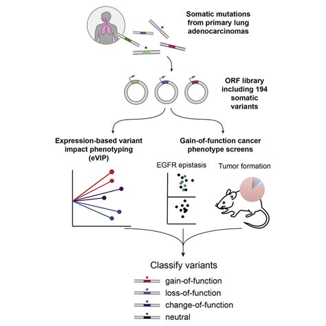 High Throughput Phenotyping Of Lung Cancer Somatic Mutations Cancer Cell