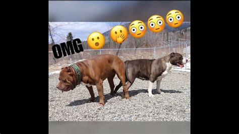 100k per litter Hulk the pit bull BREEDING (how I created some of the ...