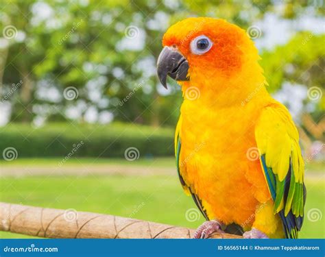 Yellow-red parrot stock photo. Image of nature, pretty - 56565144