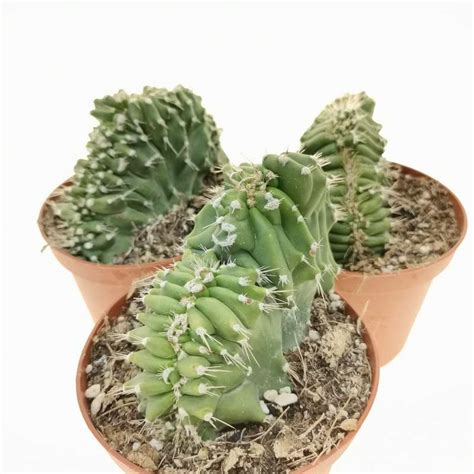 Neobuxbaumia Euphorbioides F Crestata 10 Cm Cactaceae Giromagi