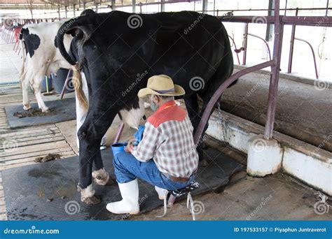 Man Hand Milking A Cow By Hand Cow Standing In The Corral On Dairy