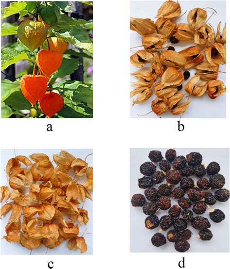 Research Progress On The Chemical Components And Pharmacological