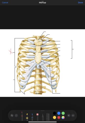 Labeling The Thoracic Cage Flashcards Quizlet