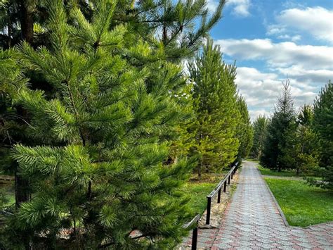 Комфортный отдых в Горах Алтая - Финские Дачи