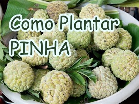 Como Plantar Pinha Fruta Do Conde Atemoia Youtube