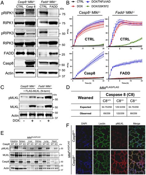 Caspase 8 And FADD Prevent Spontaneous ZBP1 Expression And Necroptosis