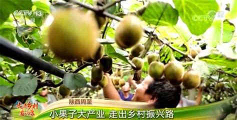 走進鄉村看小康｜四川宜賓：千畝荷花次第開 美麗鄉村迎客來 每日頭條