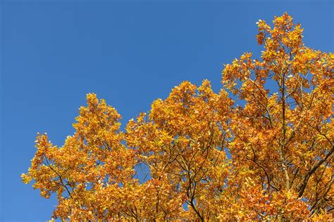 Nature Oak Tree Tops Free Photo On Pixabay Pixabay