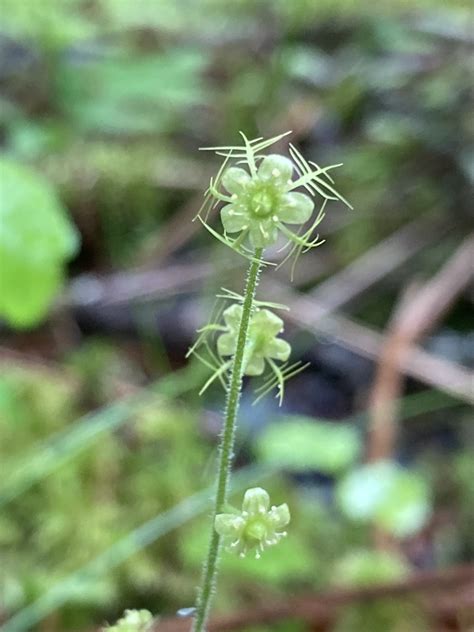 Naked Bishop S Cap In June 2023 By Er Birds INaturalist